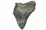 Bargain, Fossil Megalodon Tooth - Serrated Blade #165413-1